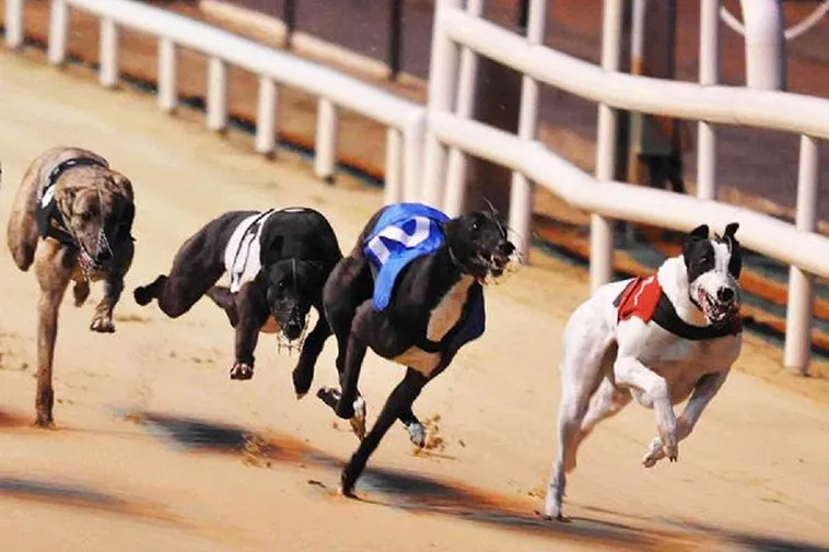 Bật Mí Cách Chơi Game Nhanh Đua Chó Tại Cado888 Chuẩn Xác Như Chuyên Gia 1 Bật Mí Cách Chơi Game Nhanh Đua Chó Tại Cado888 Chuẩn Xác Như Chuyên Gia