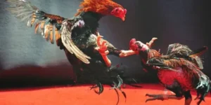 Nắm Trọn Cách Chơi Đá Gà WS168 Tại Cado888 Chuẩn Xác Như Chuyên Gia