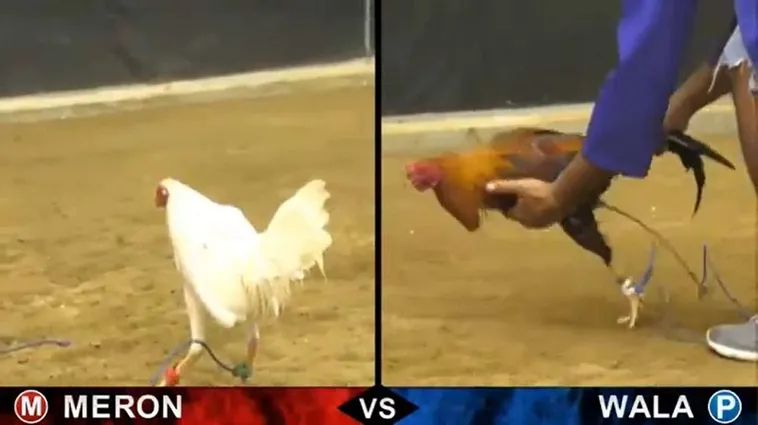 Bật Mí Cách Chơi Đá Gà Sabong Tại Cado888 Từ Cao Thủ Chuyên Nghiệp 2 Bật Mí Cách Chơi Đá Gà Sabong Tại Cado888 Từ Cao Thủ Chuyên Nghiệp